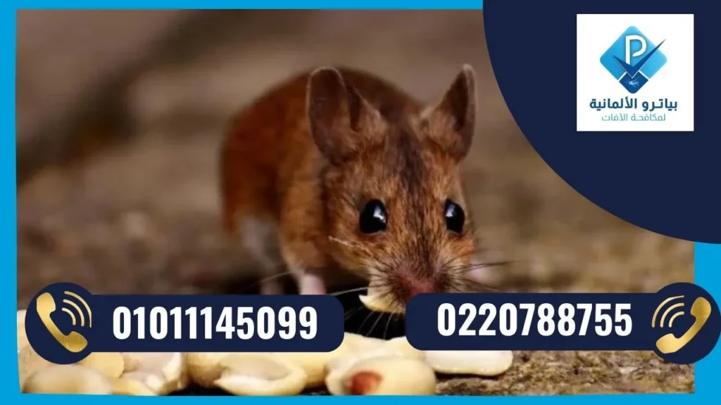 بياترو الالمانية لمكافحة الفئران والقوارض