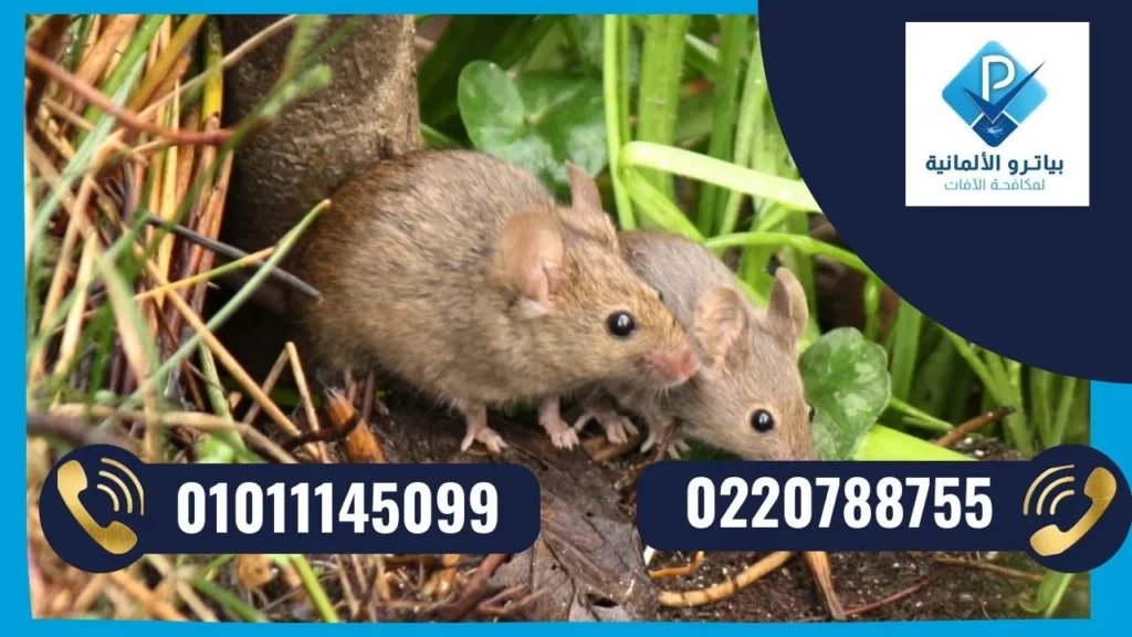 شركة مكافحة ورش فئران المزارع