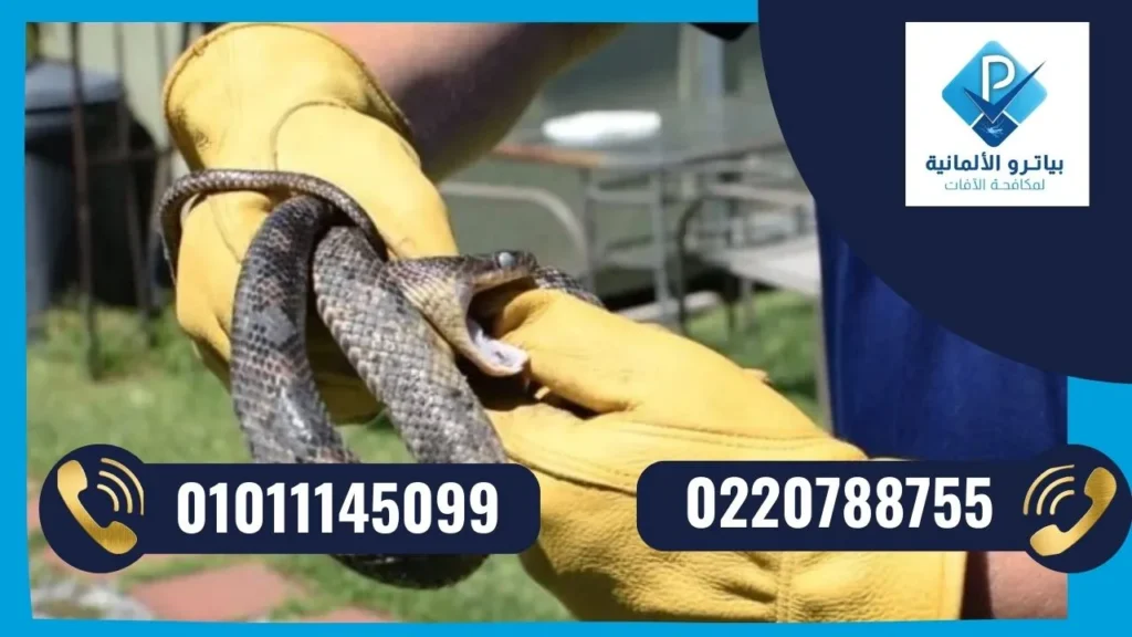 شركة مكافحة وصيد الثعابين في مصر