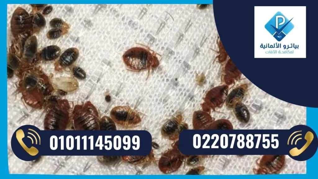 أحسن شركة لرش البق