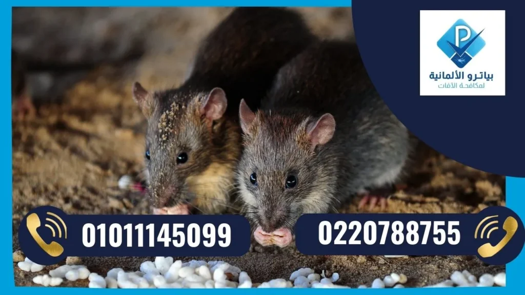 شركات مكافحة الحشرات في مدينتي