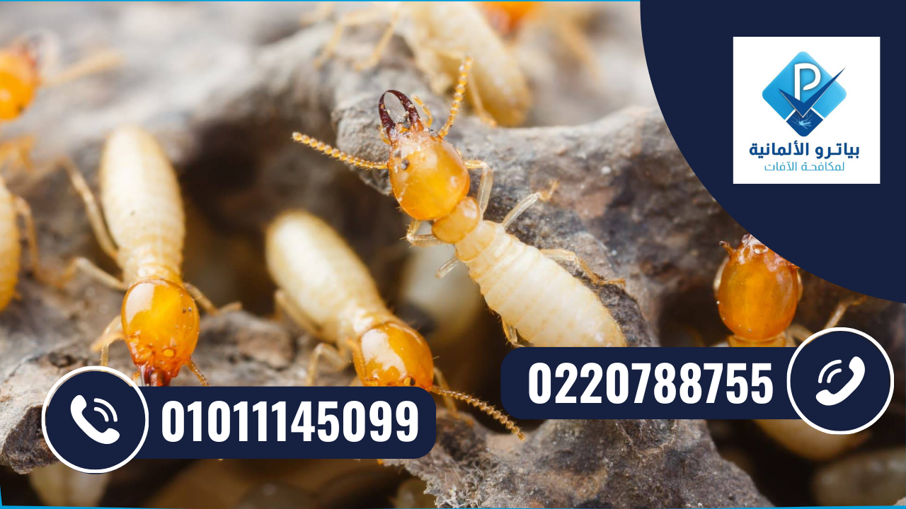 مكافحة النمل الأبيض وحماية أساسات المباني