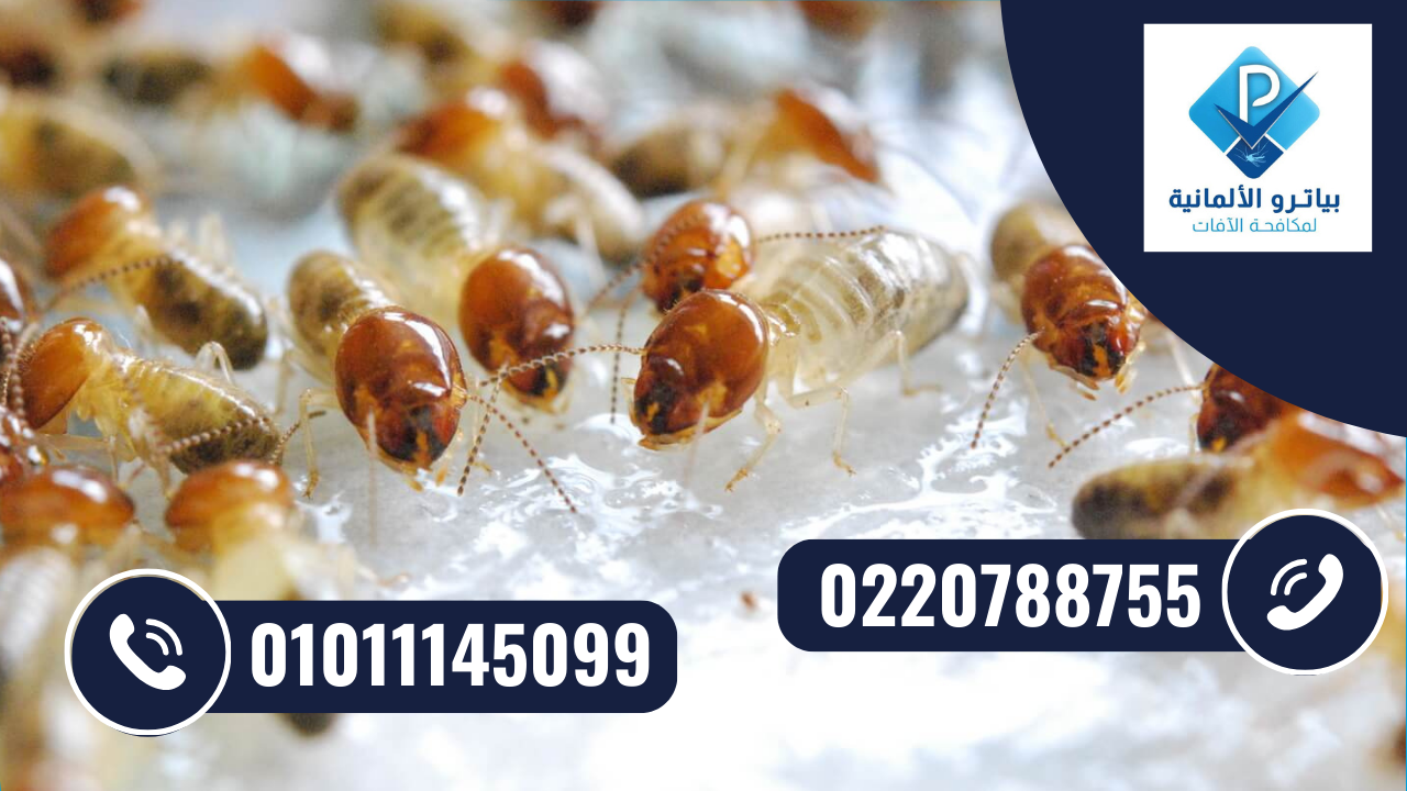 مكافحة النمل الابيض