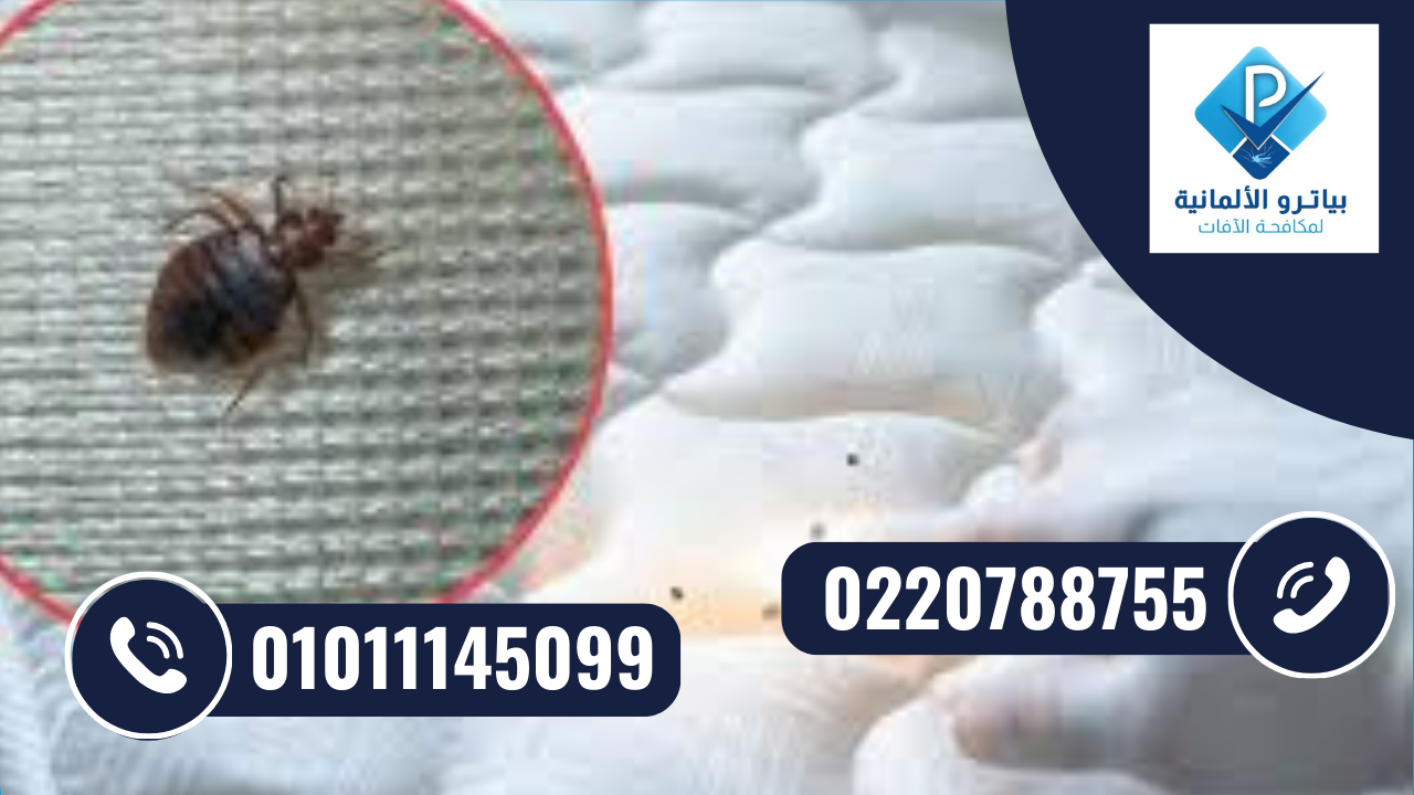 مكافحة بق الفراش