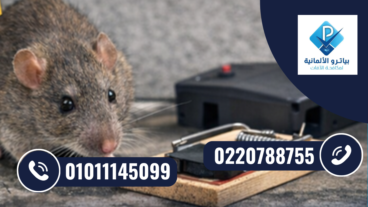 مكافحة الفئران والقوارض بأحدث التقنيات الألمانية