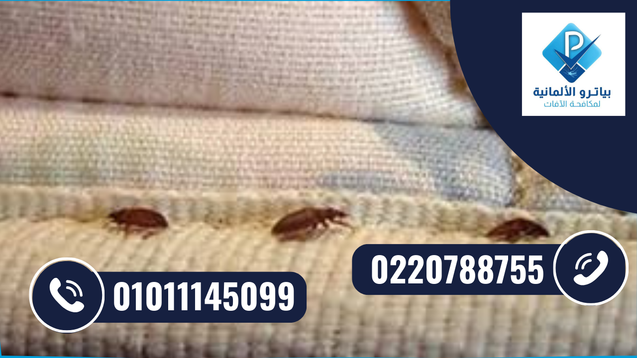 معالجة بق الفراش بالحرارة داخل مدينة الشروق