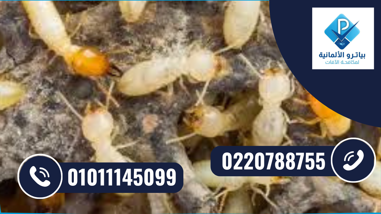 حقن التربة لمكافحة النمل الأبيض في الشروق