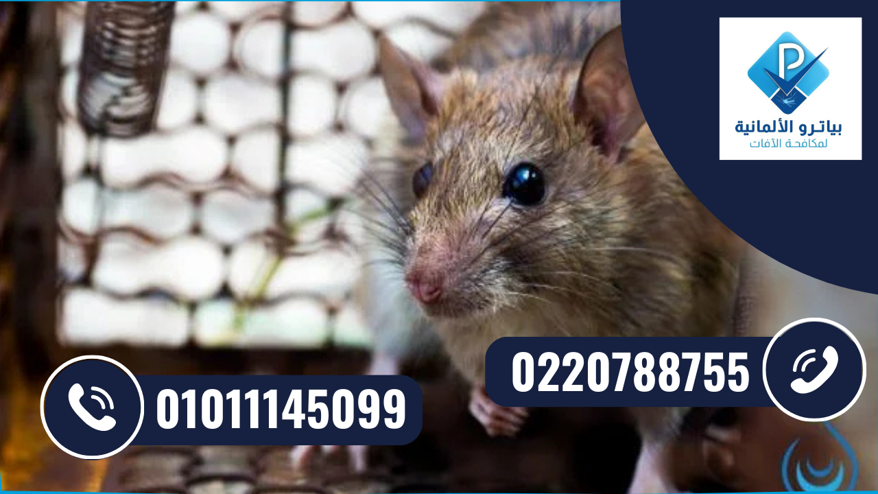 شركة مكافحة الفئران في العاشر من رمضان