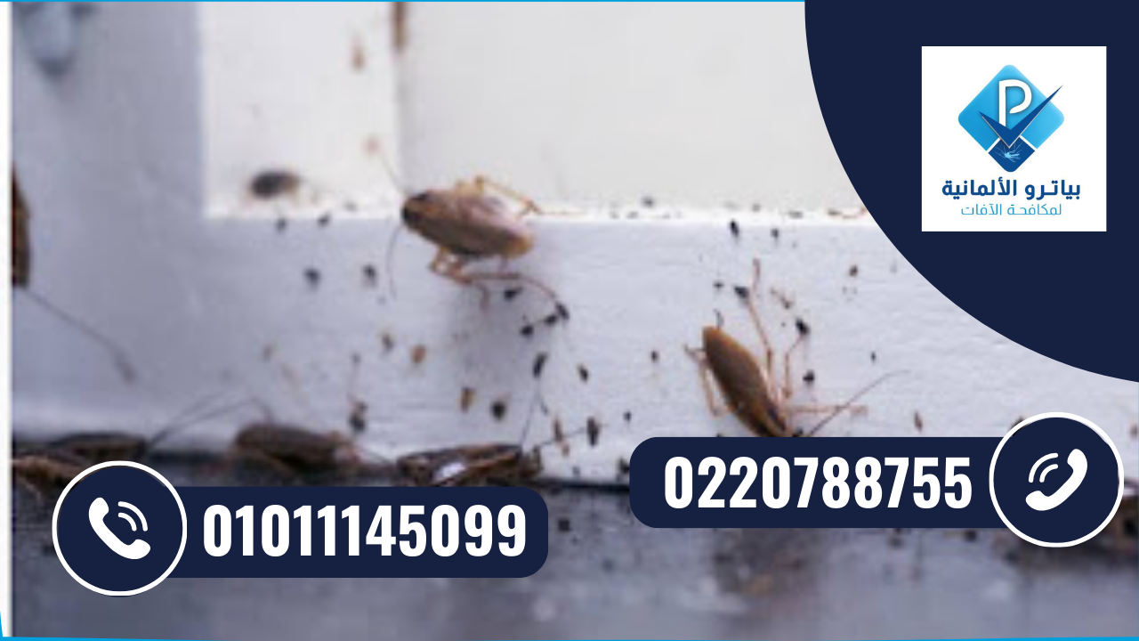 شركة مكافحة حشرات مدينة نصر