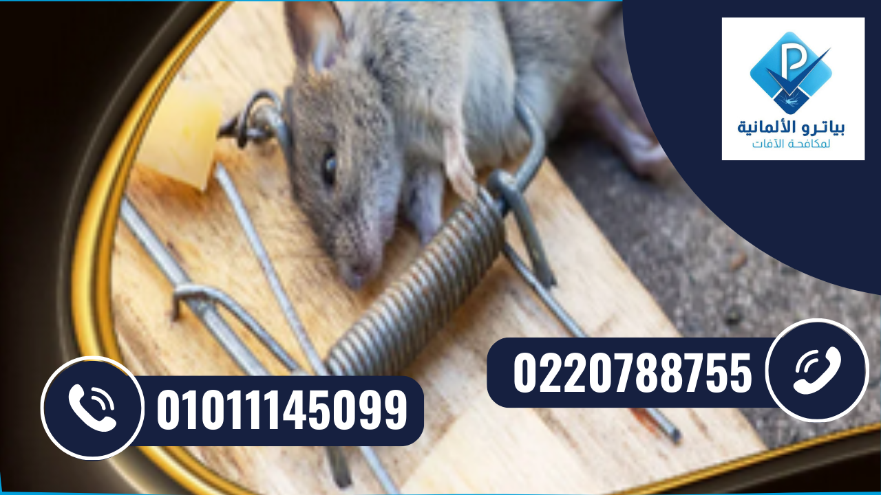 مكافحة الفئران والقوارض