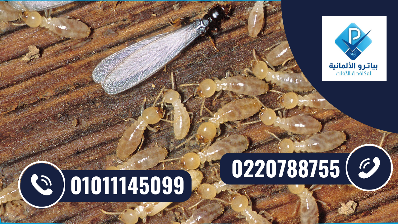 مكافحة النمل الأبيض