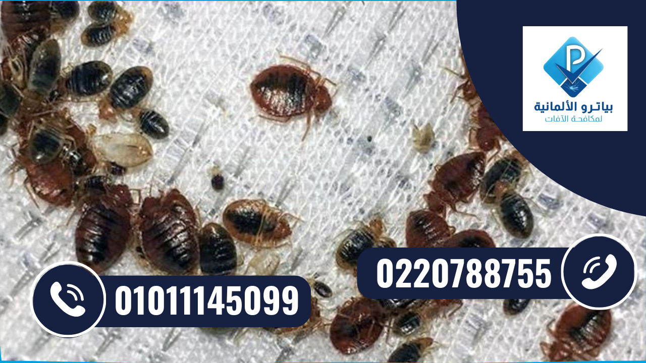 مكافحة بق الفراش