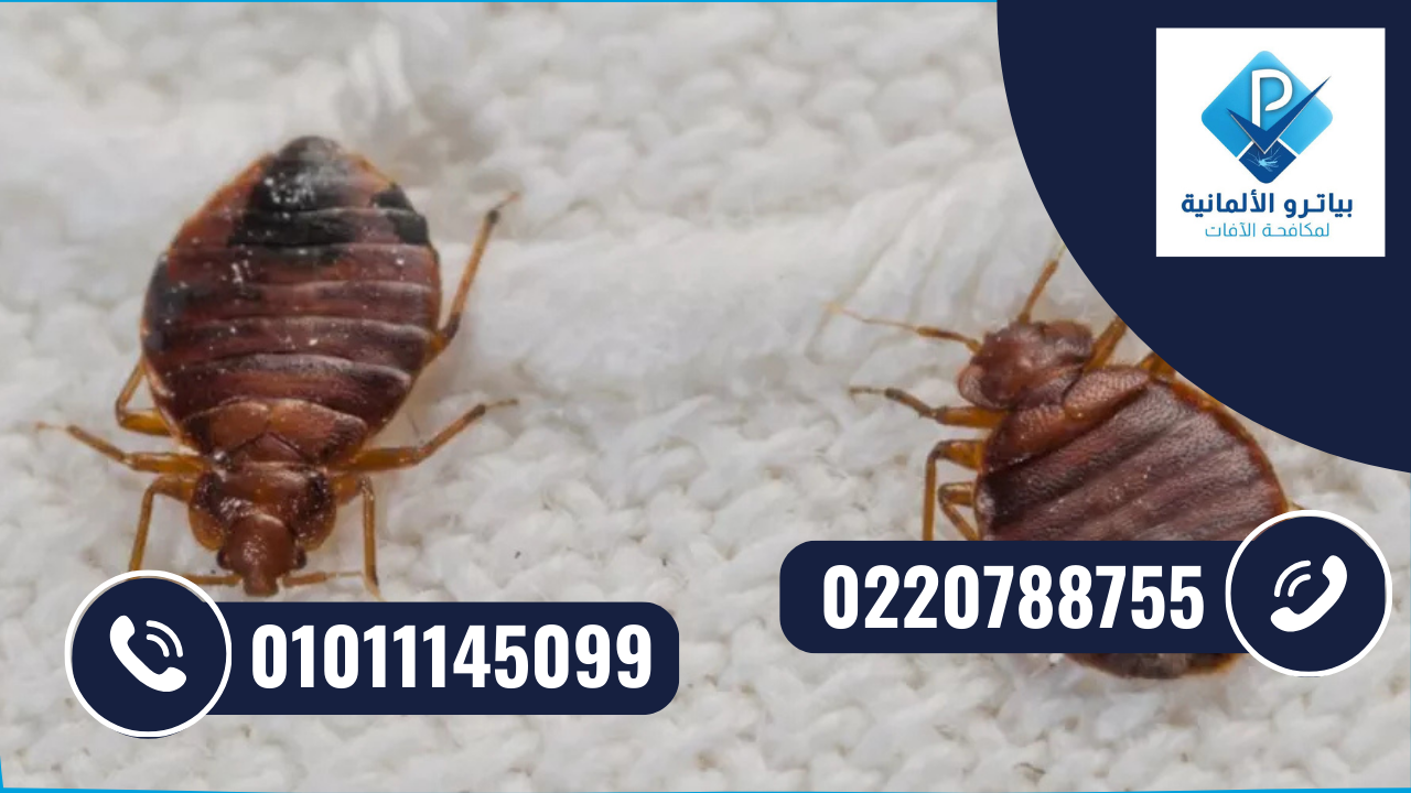 مكافحة بق الفراش