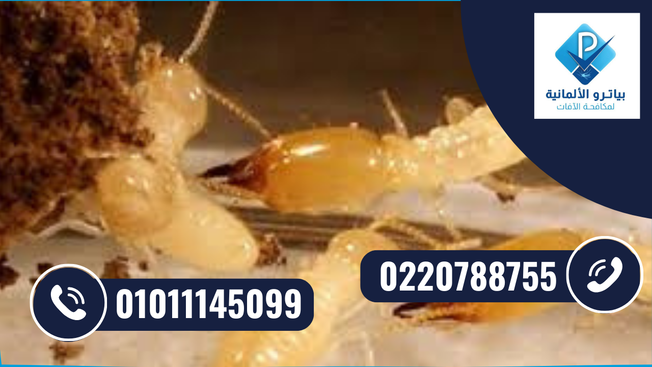 مكافحة النمل الأبيض