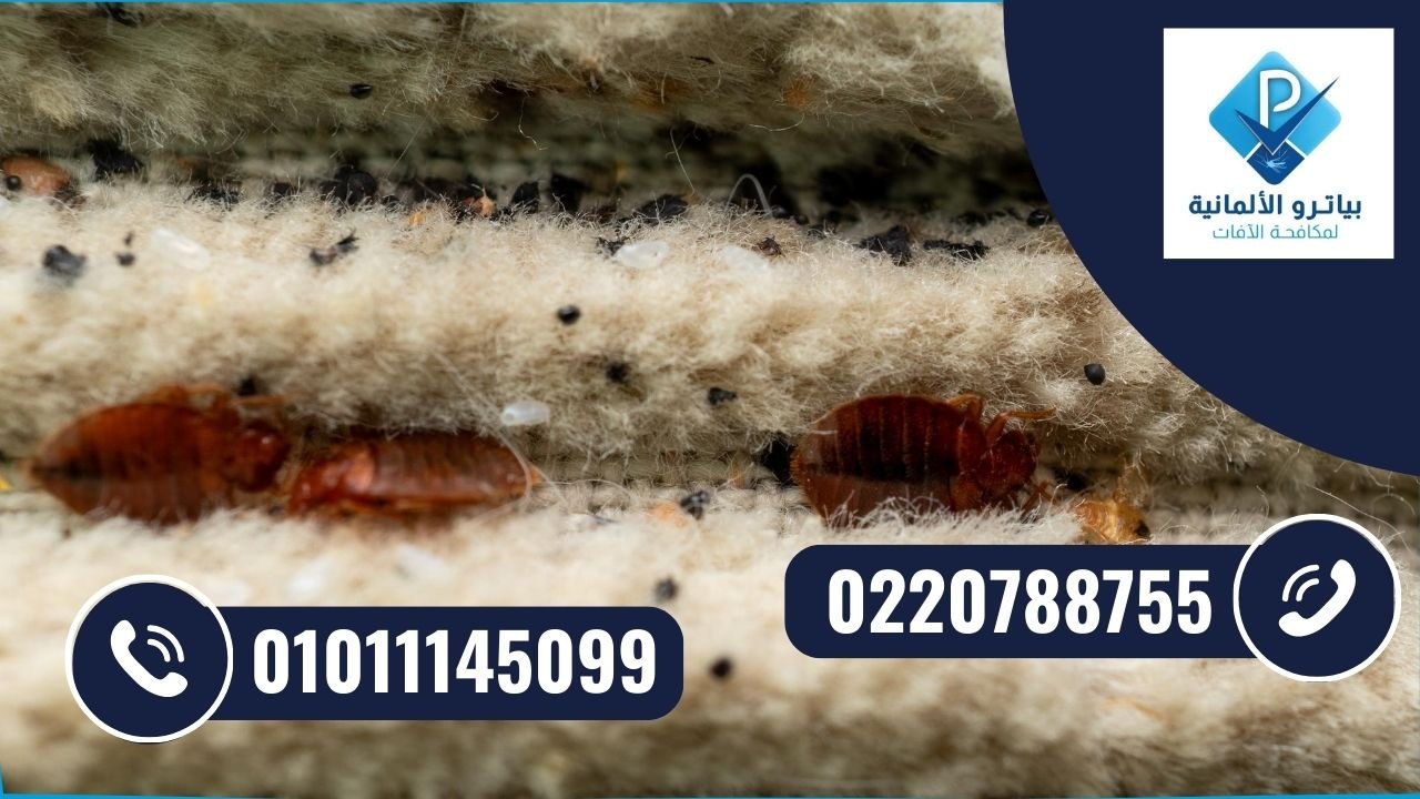 انتشار الحشرات في المنازل مثل الصراصير والنمل داخل المطابخ