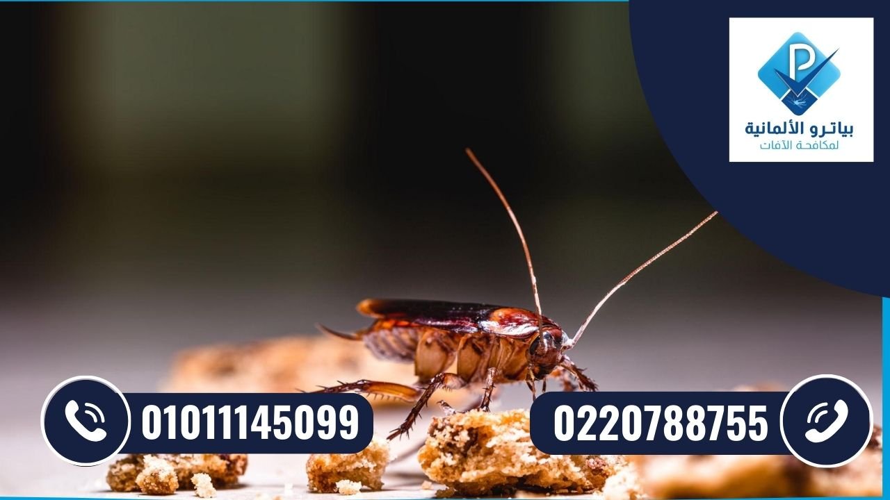 علامات وجود الحشرات في المنزل مثل ظهور الصراصير ليلاً أو لدغات بق الفراش