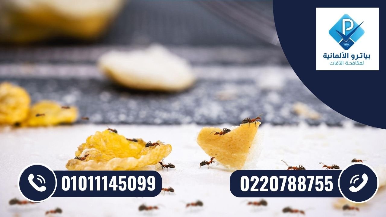 انتشار الصراصير والنمل داخل المنازل في التجمع الثالث