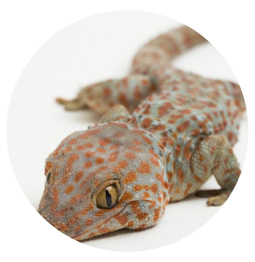 مكافحة الزواحف والابراص والثعابين في مصر