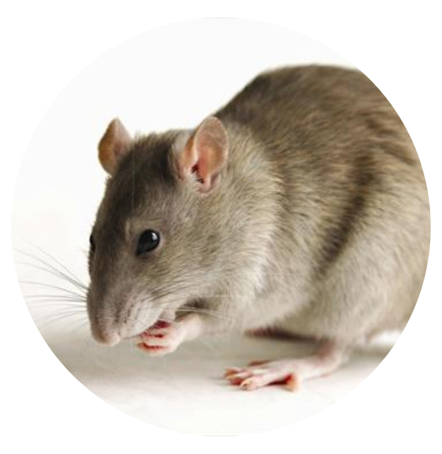 شركة مكافحة القوارض والفئران المنزلية في مصر