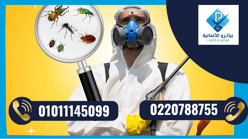 شركة مكافحة حشرات الاسكندرية