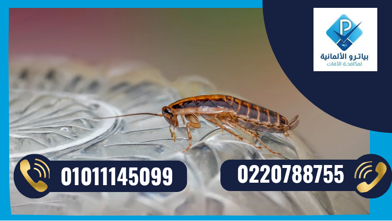 شركة رش صراصير