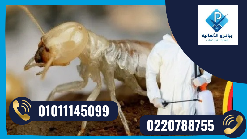 شركة مكافحة النمل الأبيض في مصر