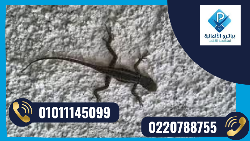 شركة القضاء على البرص المنزلى